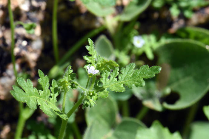 Dainty Desert Hideseed or Desert Hideseed has deeply pinnately leaves with 7 to 9 lobes. Lower leaves with 1 or few lobes. Eucrypta micrantha 